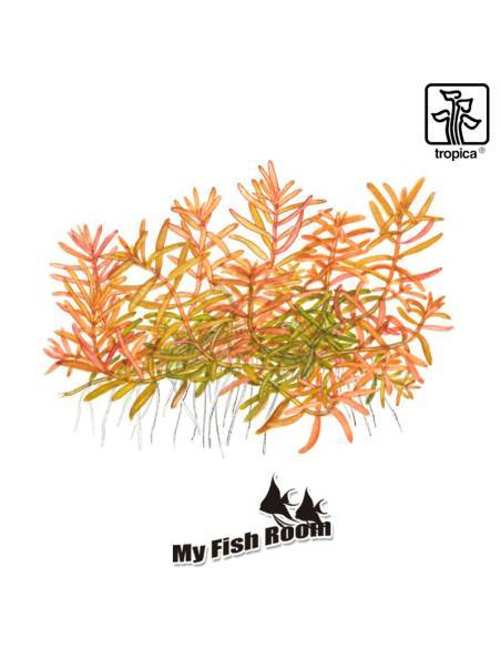 Rotala rotundifolia 'H'ra' 1-2 Grow! Tropica Dinamarca