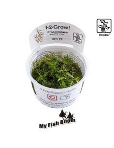 Proserpinaca palustris 1-2 Grow! Tropica Dinamarca