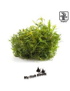 Proserpinaca palustris 1-2 Grow! Tropica Dinamarca 2