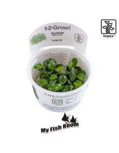 Anubias barteri 'Mini Coin'1-2 Grow! Tropica Dinamarca