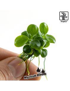 Anubias barteri 'Mini Coin'1-2 Grow! Tropica Dinamarca 2
