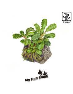 Bucephalandra pygmaea 'Bukit Kelam' 1-2 Grow! Tropica Dinamarca 2