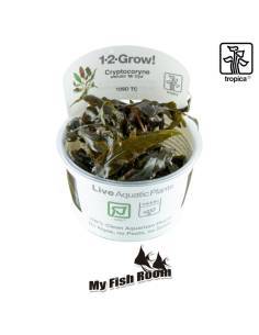 Cryptocoryne wendtii 'Mi Oya' 1-2 Grow! Tropica Dinamarca