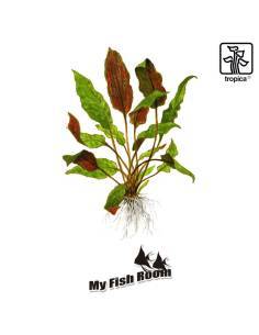 Cryptocoryne wendtii 'Mi Oya' 1-2 Grow! Tropica Dinamarca 2