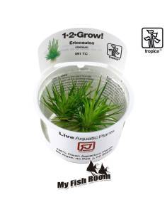 Eriocaulon cinereum 1-2 Grow! Tropica Dinamarca