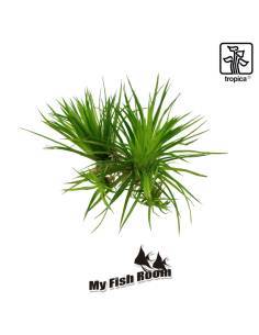 Eriocaulon cinereum 1-2 Grow! Tropica Dinamarca 2