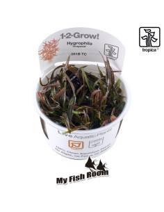 Hygrophila lancea 'Araguaia' 1-2 Grow! Tropica Dinamarca