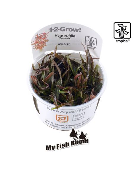 Hygrophila lancea 'Araguaia' 1-2 Grow! Tropica Dinamarca