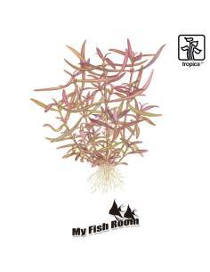 Hygrophila lancea 'Araguaia' 1-2 Grow! Tropica Dinamarca 2