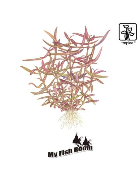 Hygrophila lancea 'Araguaia' 1-2 Grow! Tropica Dinamarca