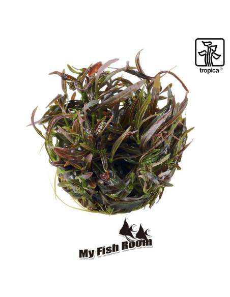 Hygrophila lancea 'Araguaia' 1-2 Grow! Tropica Dinamarca