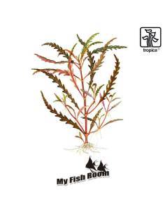 Hygrophila pinnatifida 1-2 Grow! Tropica Dinamarca 2
