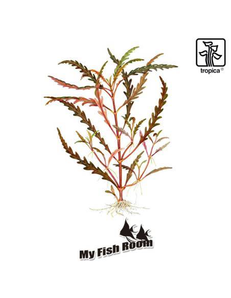 Hygrophila pinnatifida 1-2 Grow! Tropica Dinamarca