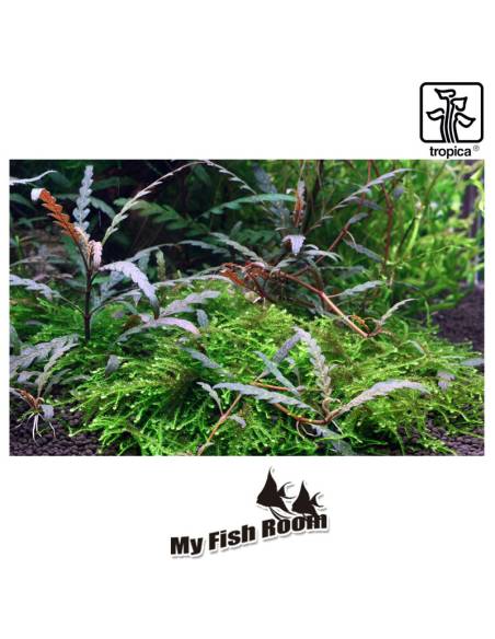 Hygrophila pinnatifida 1-2 Grow! Tropica Dinamarca