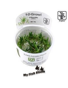 Littorella uniflora 1-2 Grow! Tropica Dinamarca