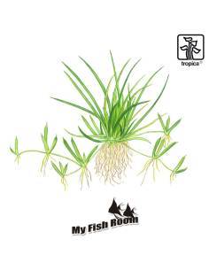 Littorella uniflora 1-2 Grow! Tropica Dinamarca 2
