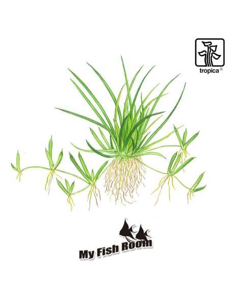 Littorella uniflora 1-2 Grow! Tropica Dinamarca