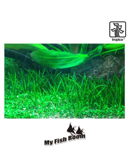 Littorella uniflora 1-2 Grow! Tropica Dinamarca