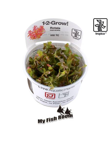 Rotala macrandra 1-2 Grow! Tropica Dinamarca