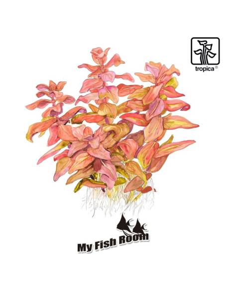 Rotala macrandra 1-2 Grow! Tropica Dinamarca