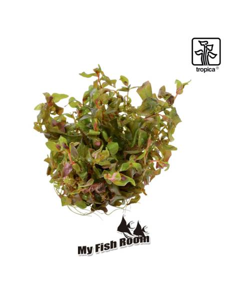 Rotala macrandra 1-2 Grow! Tropica Dinamarca