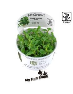 Staurogyne repens 1-2 Grow! Tropica Dinamarca