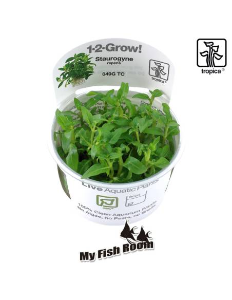 Staurogyne repens 1-2 Grow! Tropica Dinamarca