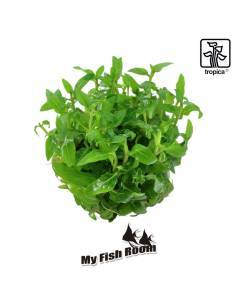 Staurogyne repens 1-2 Grow! Tropica Dinamarca 2
