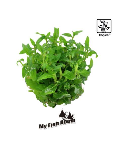 Staurogyne repens 1-2 Grow! Tropica Dinamarca