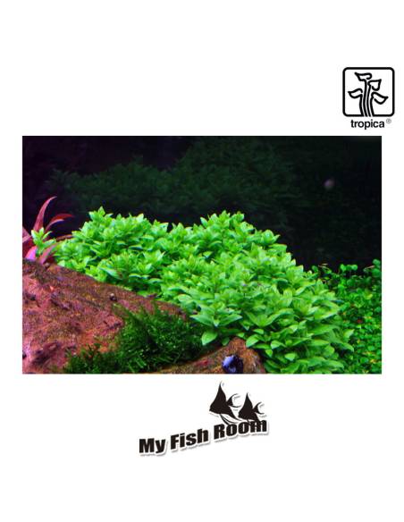 Staurogyne repens 1-2 Grow! Tropica Dinamarca