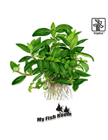 Staurogyne repens 1-2 Grow! Tropica Dinamarca