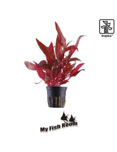 Alternanthera reineckii 'Rosanervig' - Tropica Dinamarca