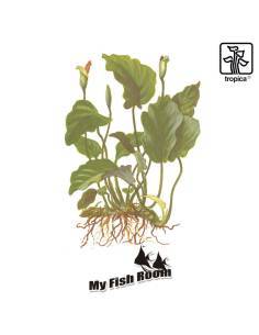 Anubias barteri var. barteri - Tropica Dinamarca 2