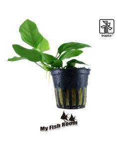Anubias barteri var. nana - Tropica Dinamarca