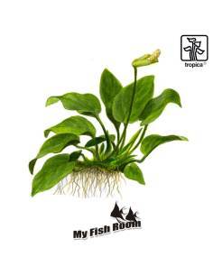 Anubias barteri var. nana - Tropica Dinamarca 2