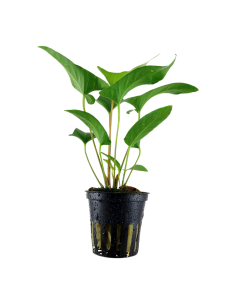 Anubias gracilis - Tropica Dinamarca