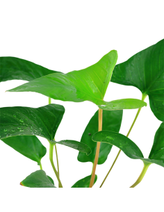 Anubias gracilis - Tropica Dinamarca 2