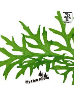 Ceratopteris thalictroides - Tropica Dinamarca 2