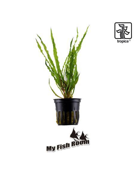 Cryptocoryne crispatula - Tropica Dinamarca