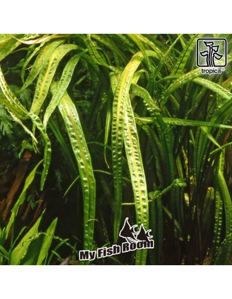 Cryptocoryne crispatula - Tropica Dinamarca