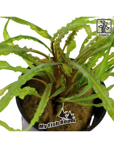 Cryptocoryne crispatula - Tropica Dinamarca