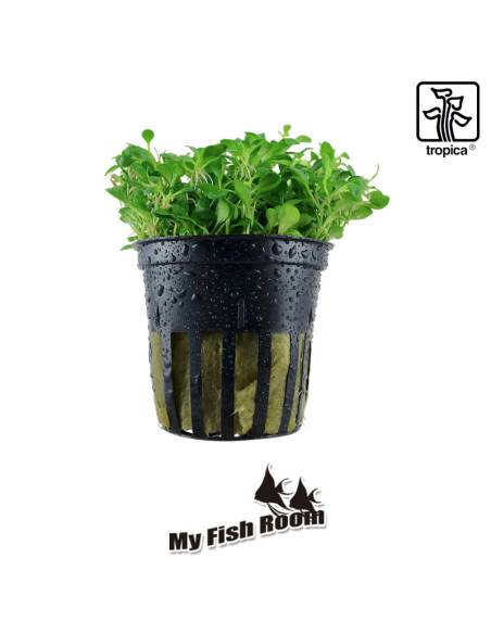 Glossostigma elatinoides - Tropica Dinamarca