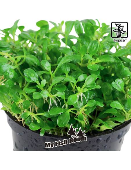 Glossostigma elatinoides - Tropica Dinamarca