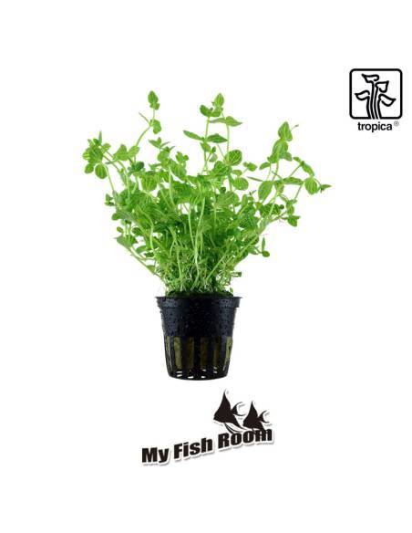 Lindernia rotundifolia - Tropica Dinamarca