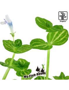 Lindernia rotundifolia - Tropica Dinamarca 2