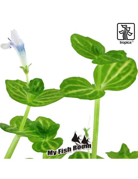 Lindernia rotundifolia - Tropica Dinamarca