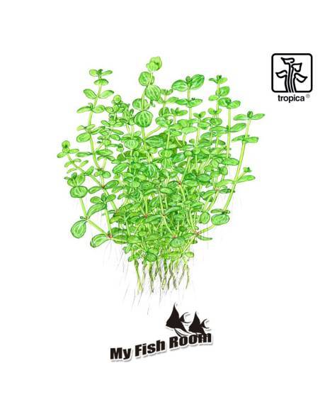 Lindernia rotundifolia - Tropica Dinamarca