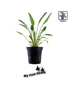 Cryptocoryne x willisii - Tropica Dinamarca