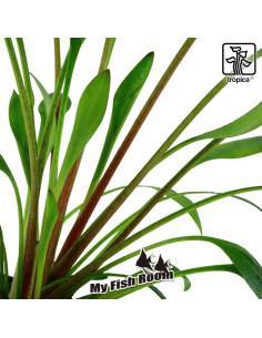Cryptocoryne x willisii - Tropica Dinamarca 2