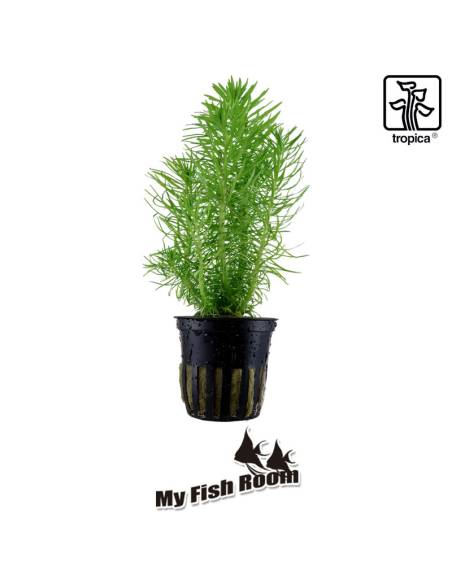 Pogostemon erectus - Tropica Dinamarca